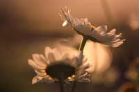 Sunlit