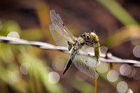 Dragonflies & Butterflies