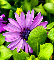 Flowers Forever