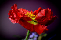 Poppies
