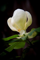 Magnolias
